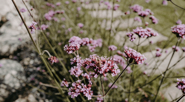 Blühende Blumen mit Bienen im Living Garden des Hotel Nesslerhof - the natureness hotel